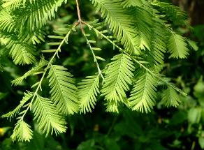 有“植物熊猫”之称的是什么?