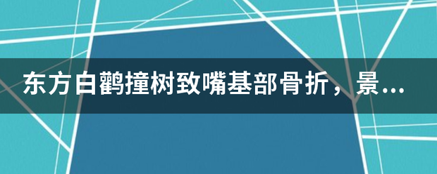 东方白鹳撞树致嘴基部骨折，景区对此是否有急救措施？