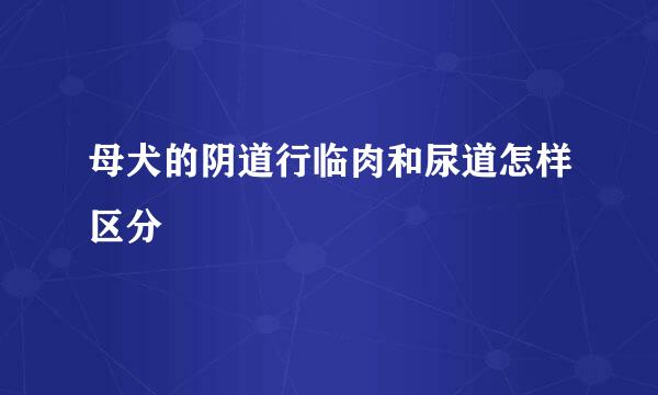 母犬的阴道行临肉和尿道怎样区分