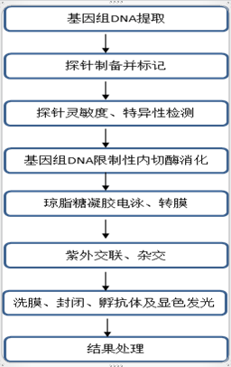 杂交的详细解释