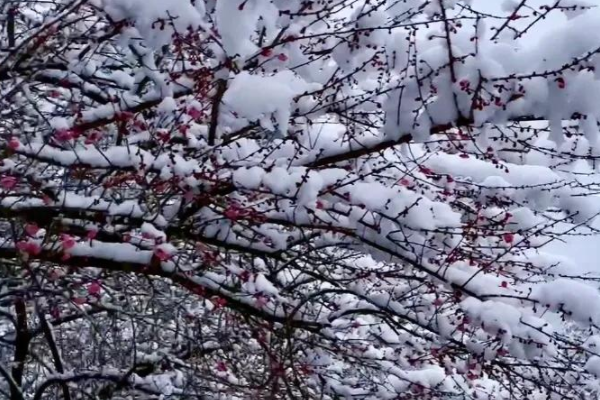 梅须逊雪三分白院把居担委雪却输梅一段香哲理是什么?