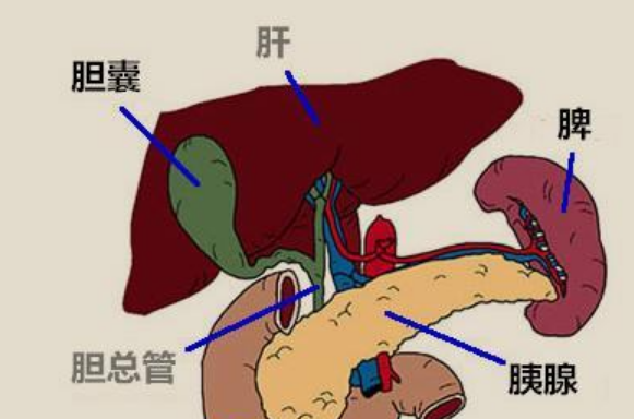 胆在人体什么位置图