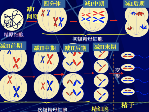 同源染色体的概念？