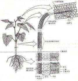 内聚力的内江了修肉活红乡己宣让聚力的作用