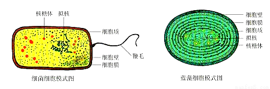 原核生物与原生生物的区别？