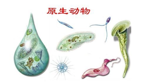 原核生物与原生生物的区别？