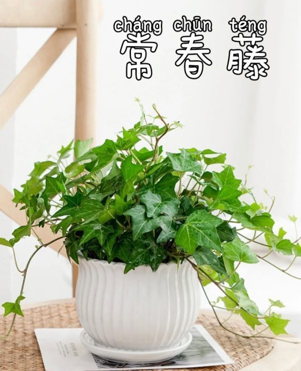 ivy英文名