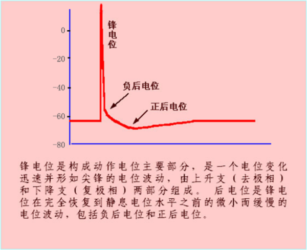 静息电位 动作电位与钾离子外流 钠离子内流关系是什么