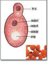 什么是出芽生殖?