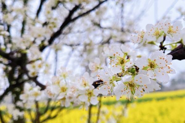 沾衣欲湿杏花雨 吹面不寒杨柳风是什么季节