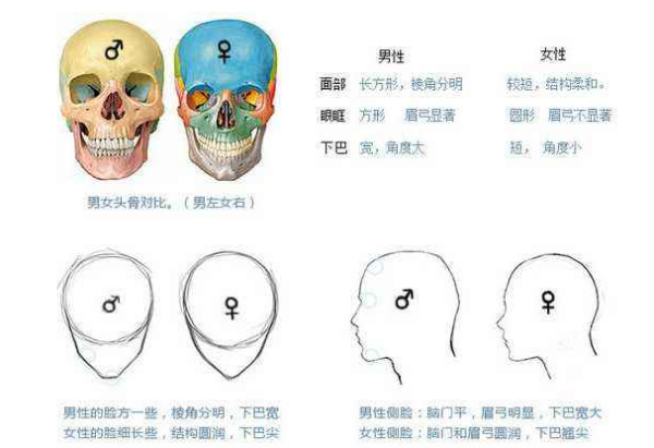 第二性征指来自的是什么