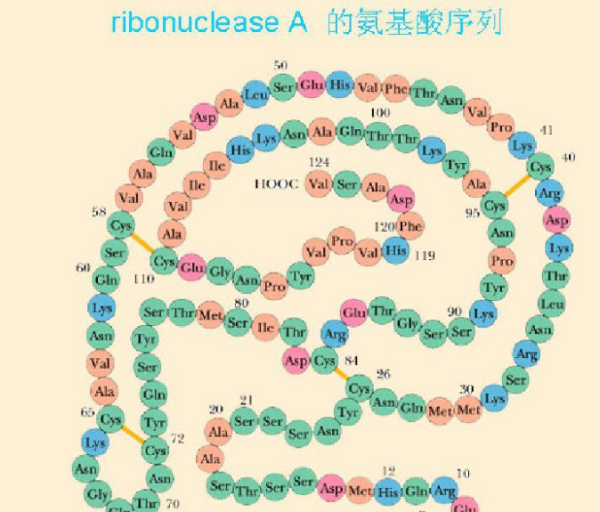 RNA类酶都有哪些?