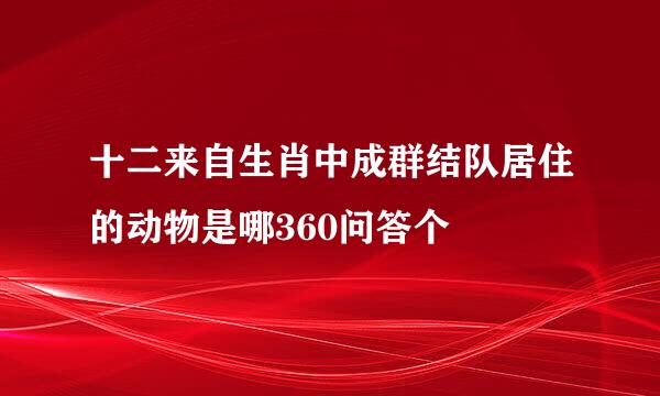 十二来自生肖中成群结队居住的动物是哪360问答个