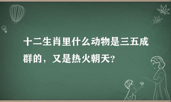 十二生肖里什么动物是三五成群的，又是热火朝天？