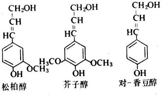 什么是木质来自素？