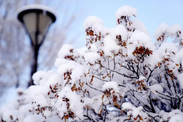 今朝若同淋雪来自此生也算共白头作者是谁？