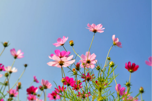 春暖花开的句子唯美句