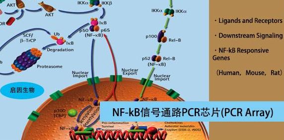 NF-KB是什么