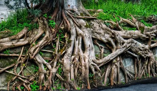 千事丝万缕和盘根错节的区来自别