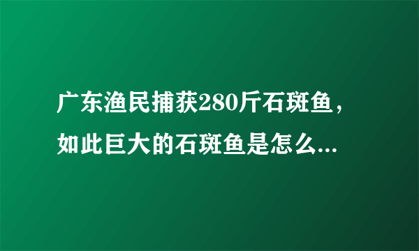 广东渔民捕获280斤石斑鱼，如此巨大的石斑鱼是怎么捕获的？