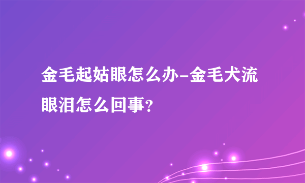 金毛起姑眼怎么办-金毛犬流眼泪怎么回事？