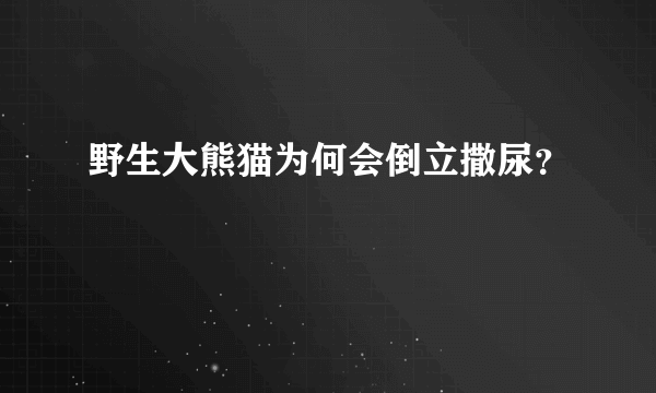 野生大熊猫为何会倒立撒尿？