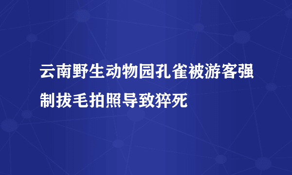 云南野生动物园孔雀被游客强制拔毛拍照导致猝死